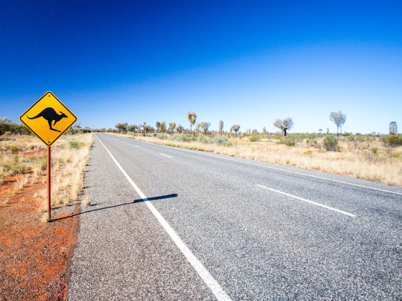 An iconic warning road sign for kangaroos near Uluru in Northern Territory, Australia