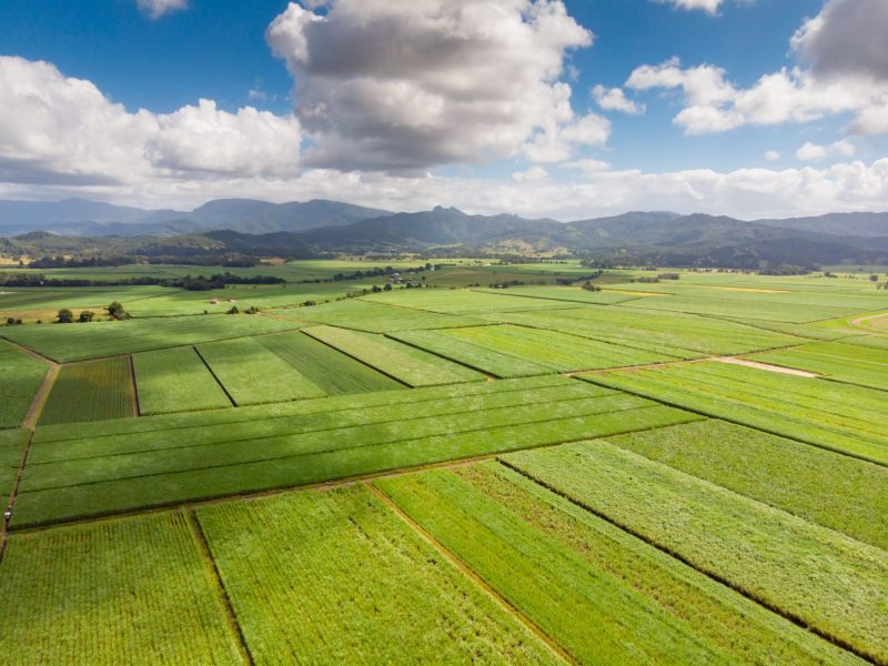 Sugarcane fields near the town of Murwillumbah and Wollumbin National Park (Mt Warning) in rural New South Wales, Australia